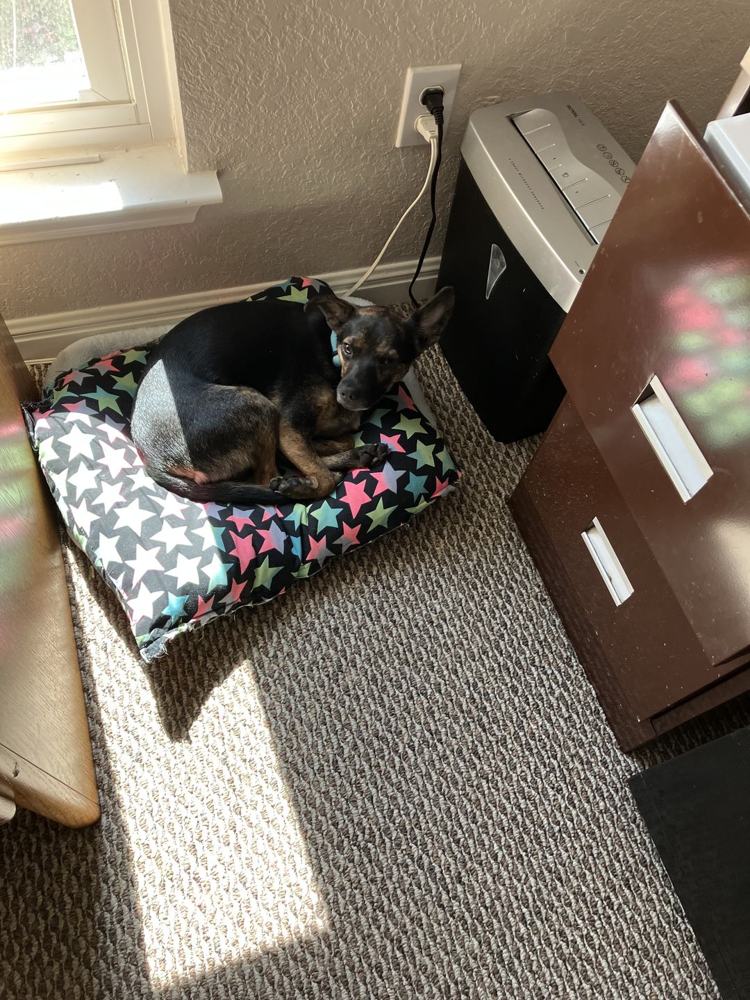 Customer photo review of Puking Ball®