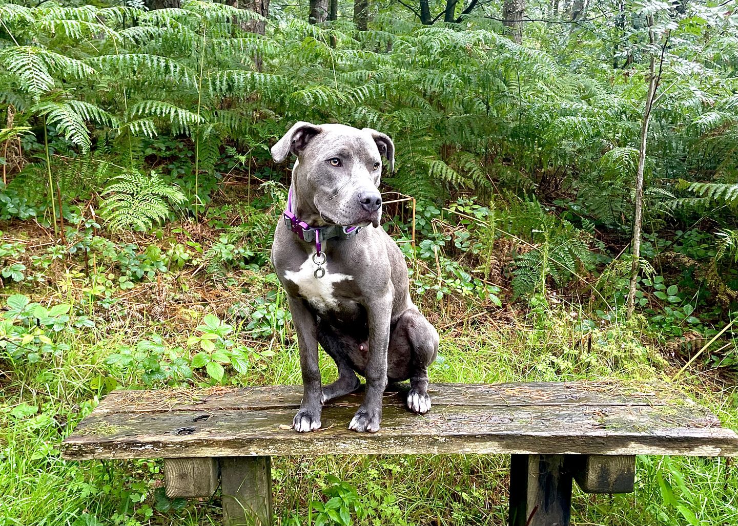 Customer photo review of 4cm LIGHTER Combat® Collar | With Handle Rated Clip - Purple & Metal Grey
