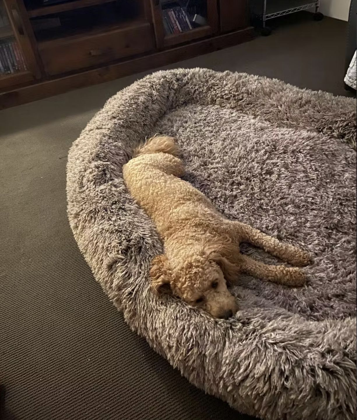 Customer photo review of Human Dog Bed