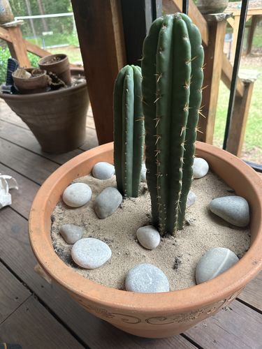 Customer photo review of Cactus Collector Variety Packs | Trichocereus Cactus Variety Packs