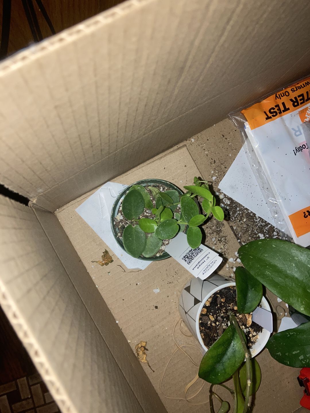 Customer photo review of Hoya cumingiana