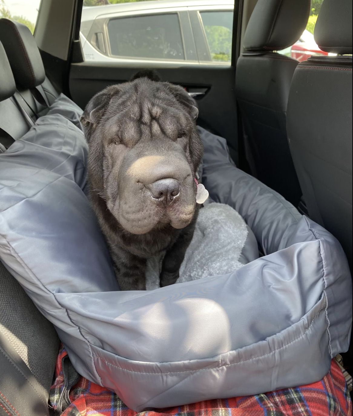 Customer photo review of Large Car Bed