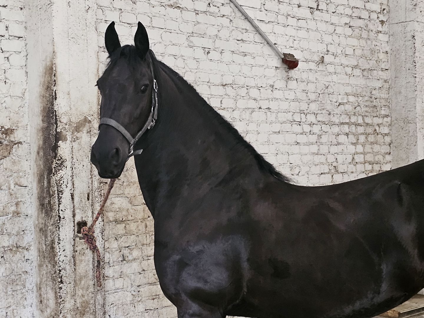 Customer photo review of Kristallkraft Brave Horse