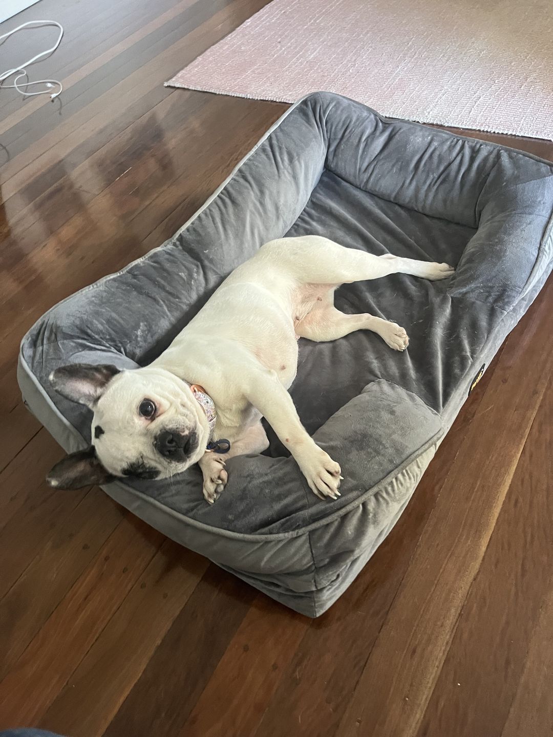 Customer photo review of PaWz Memory Foam Pet Sofa Bed