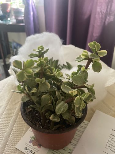 Customer photo review of Elephant Bush Variegated | Portulacaria afra