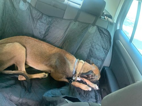 Customer photo review of Scratchguard | Autorücksitz Hundematte