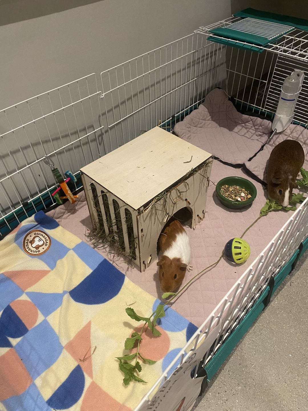 Customer photo review of Premium GuineaDad Liner