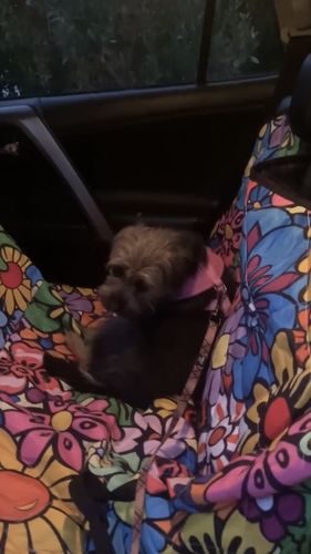 Customer photo review of Floral Dream Dog Car Seat Covers