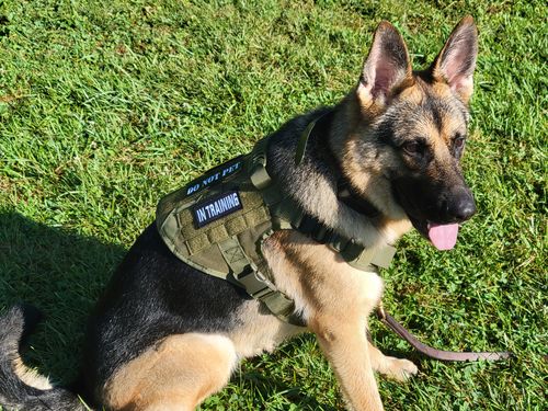 Customer photo review of Classic Heavy-Duty Tactical No-Pull Team K9™ Dog Harness With Front & Back D-Rings, Quick-Release Metal-Buckles, Hook & Loop Panels, & Top Handle