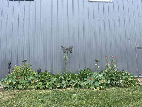 Customer photo review of Wildflower Seeds - North American Region - (24 Variety) 3oz