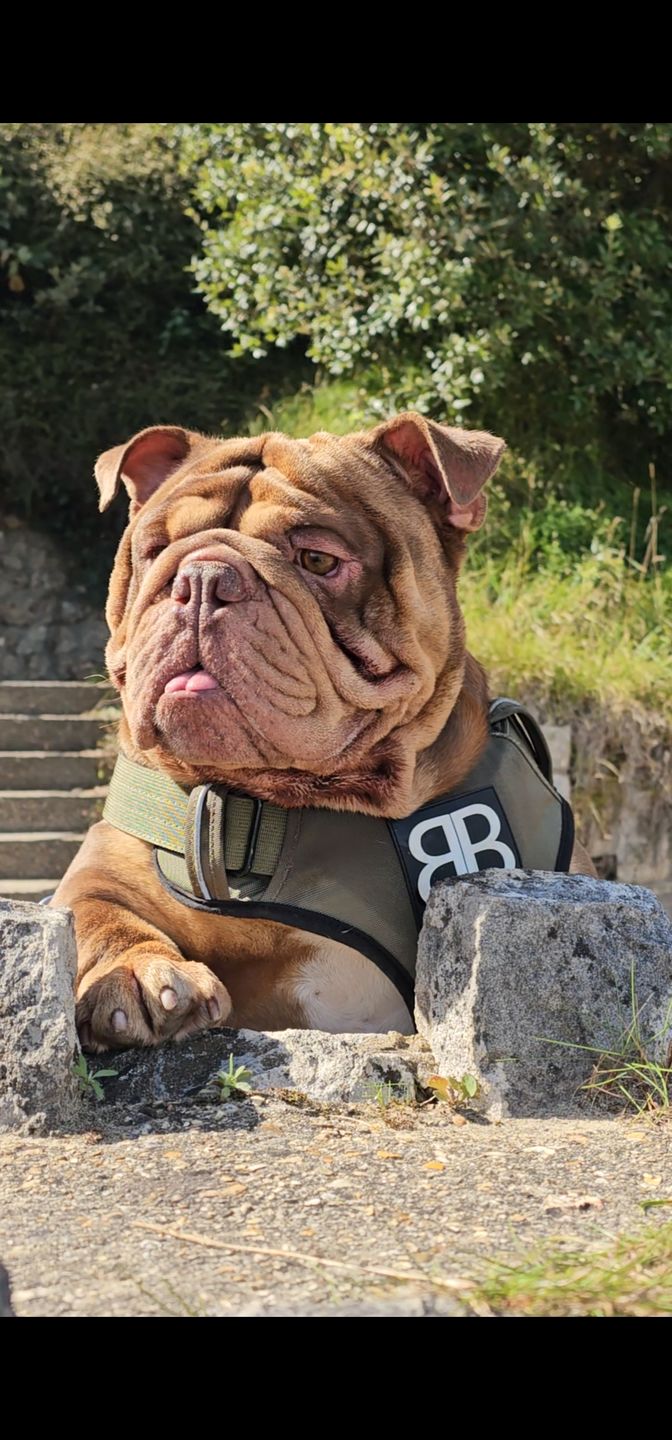 Customer photo review of Premium Comfort Harness | Non Restrictive & Adjustable - Magenta