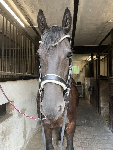 Customer photo review of Harmony Bridle - gebisslose Trense