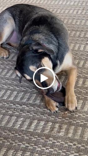 Customer video review of Hairy Cow Ears - Natural Beef Ears with Hair - 5 Pack