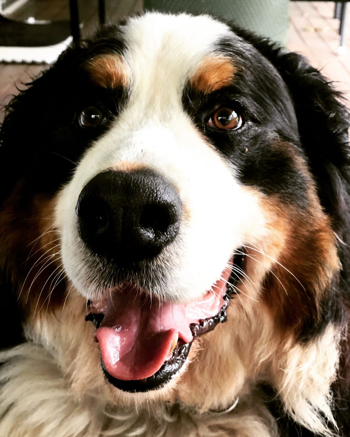 Customer photo review of Kangaroo Tendons - Natural Dental Chews!