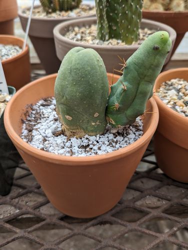 Customer photo review of Penis Cactus | Short Form | Trichocereus bridgesii monstrose