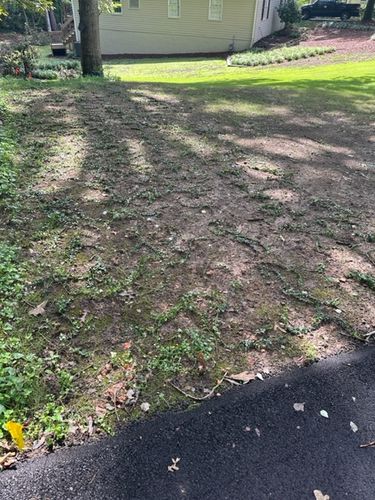 Customer photo review of Vinca Minor Bowles 50 count Flat