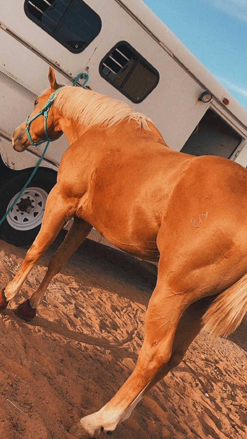 Customer photo review of Equine Aloe Vera Juice