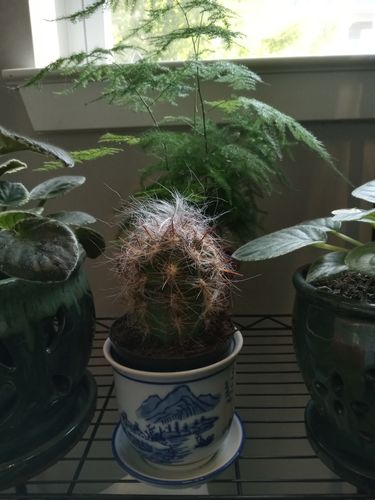 Customer photo review of Old Man Cactus | Cephalocereus senilis