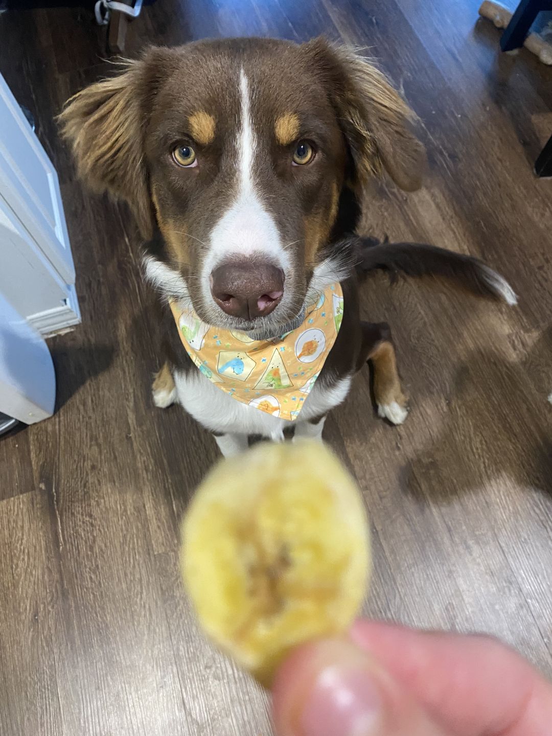 Customer photo review of Banana Chips