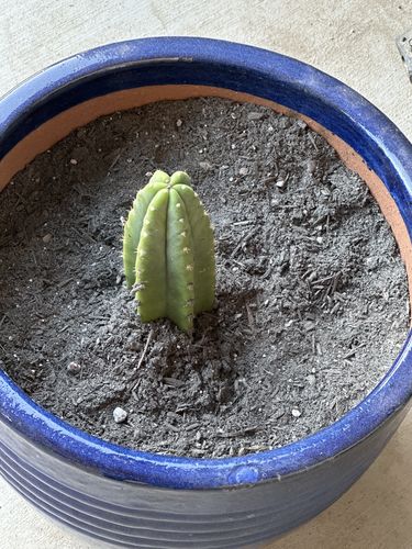 Customer photo review of San Pedro Cactus | Echinopsis (Trichocereus) pachanoi