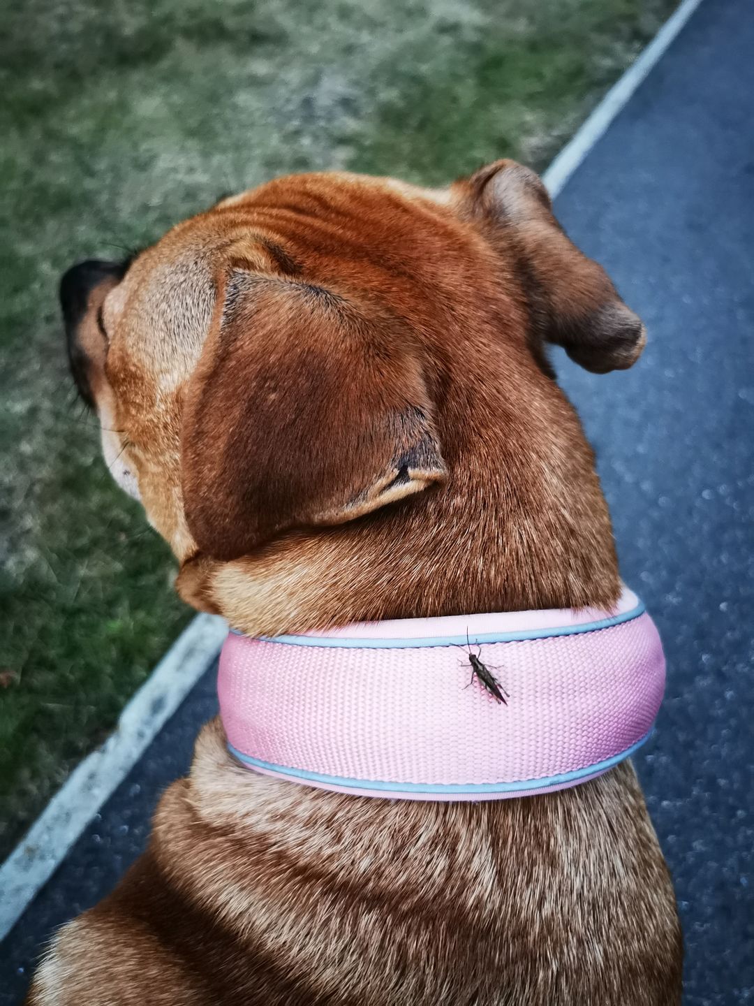 Customer photo review of 5cm RR Collar | Soft Padded & Reflective | Series 2 - Pink