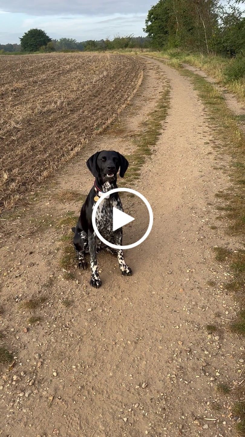 Customer video review of Comfort Rope Lead | TRIGGER Clip | Black with Orange Stripes 120cm