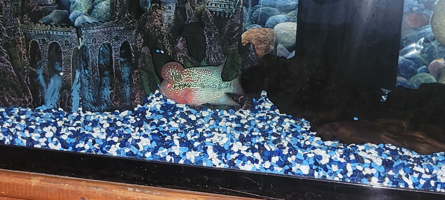 Customer photo review of Xtreme Big Fella Cichlid Food