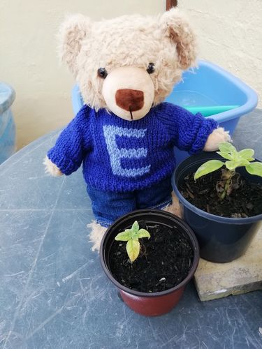 Customer photo review of Limited Edition Hand Made Eddy And Peggy Jumpers