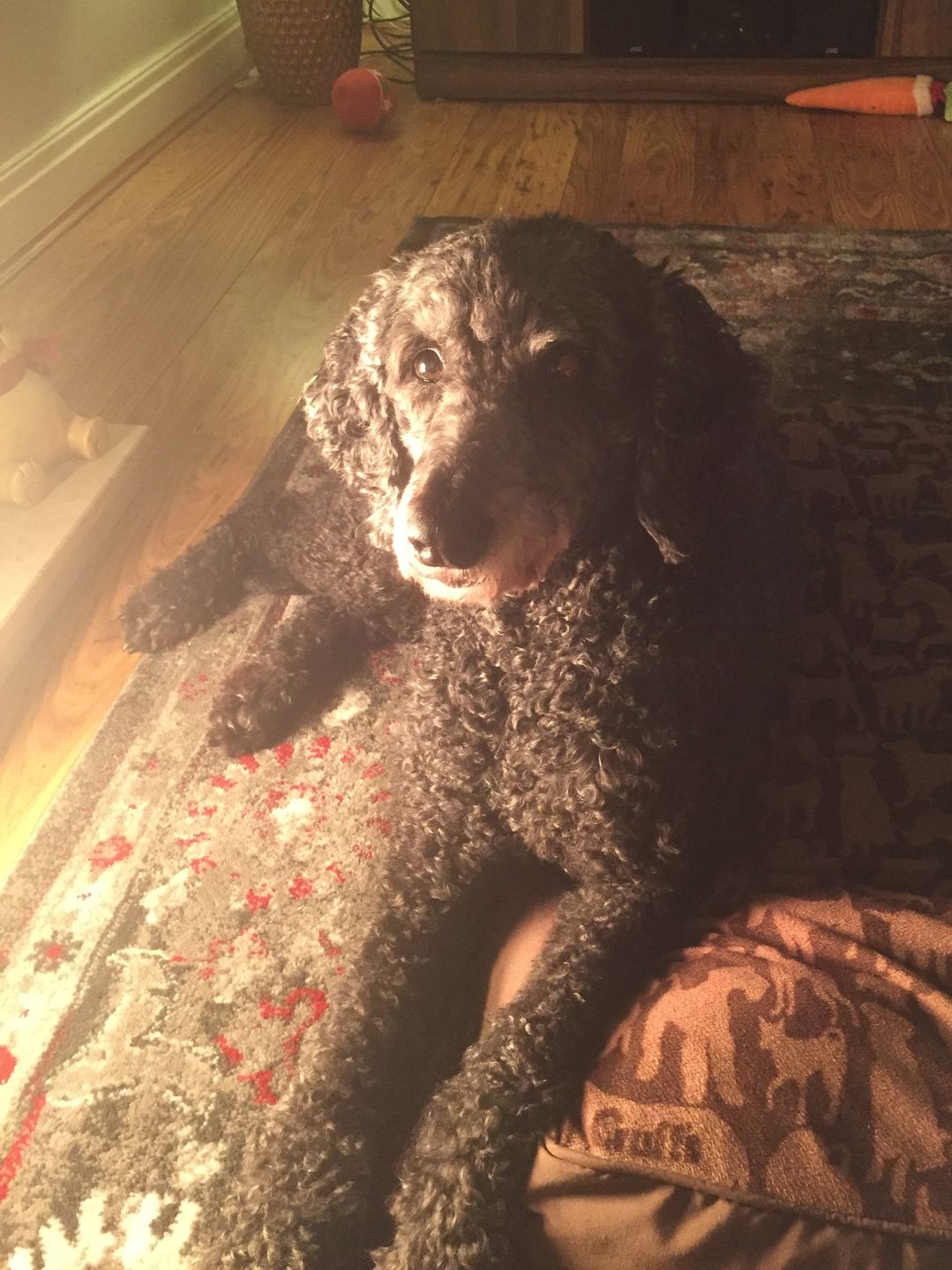 Customer photo review of Total Probiotic Tablets For Dogs