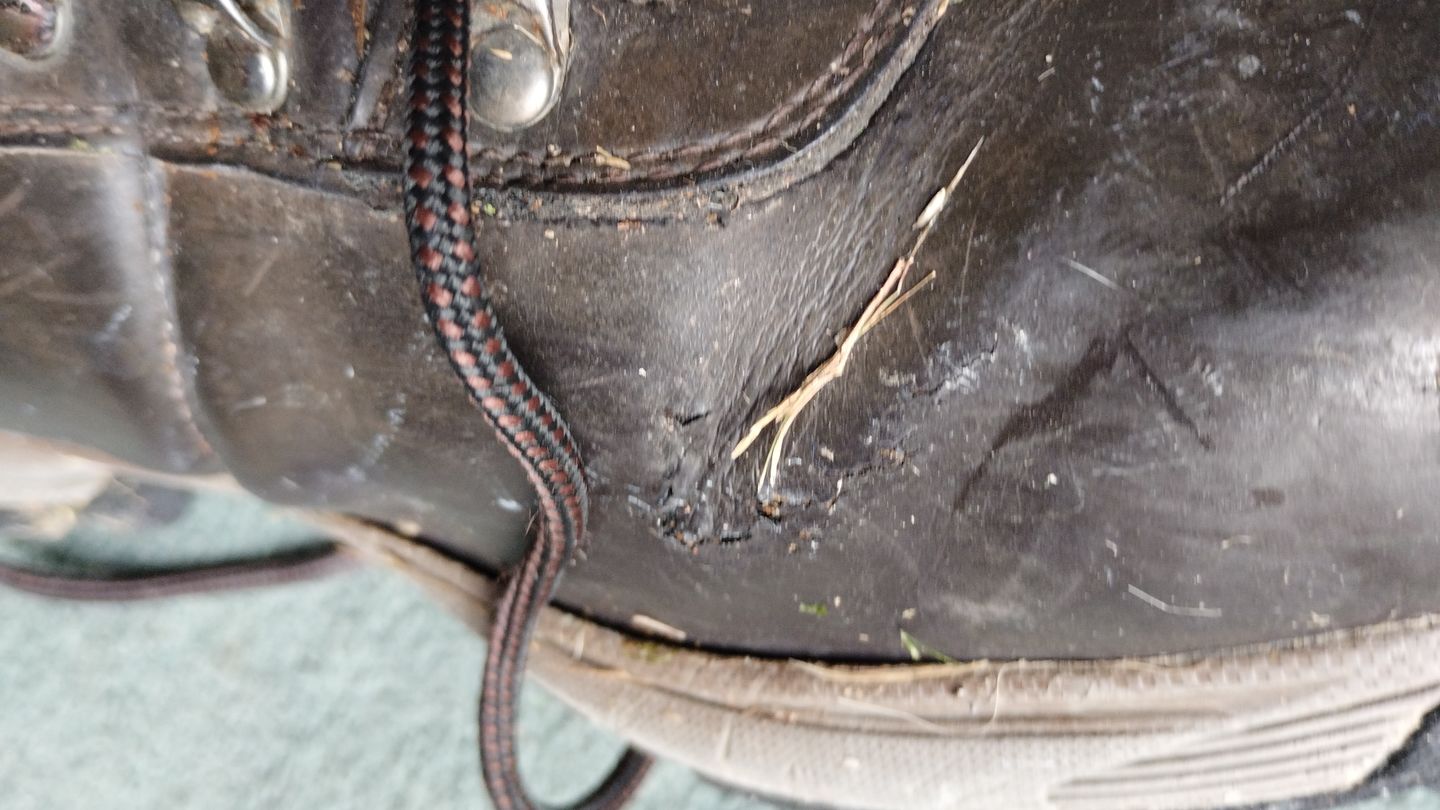 Customer photo review of Womens Eurotrek Lite Waterproof Walking Boots