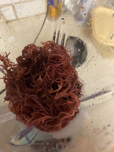 Customer photo review of Raw Sea Moss Bundle