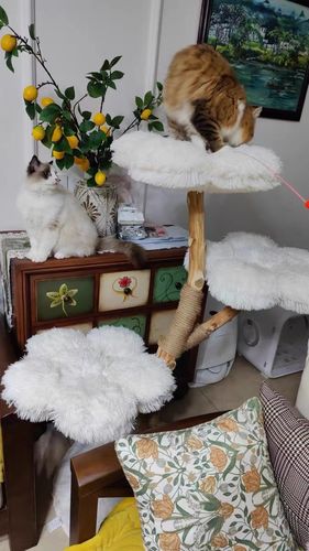 Customer photo review of Michu Fluffy Blossom Real Wood Cat Tree - Premium Quality & Stylish Cat Furniture - Extra Large