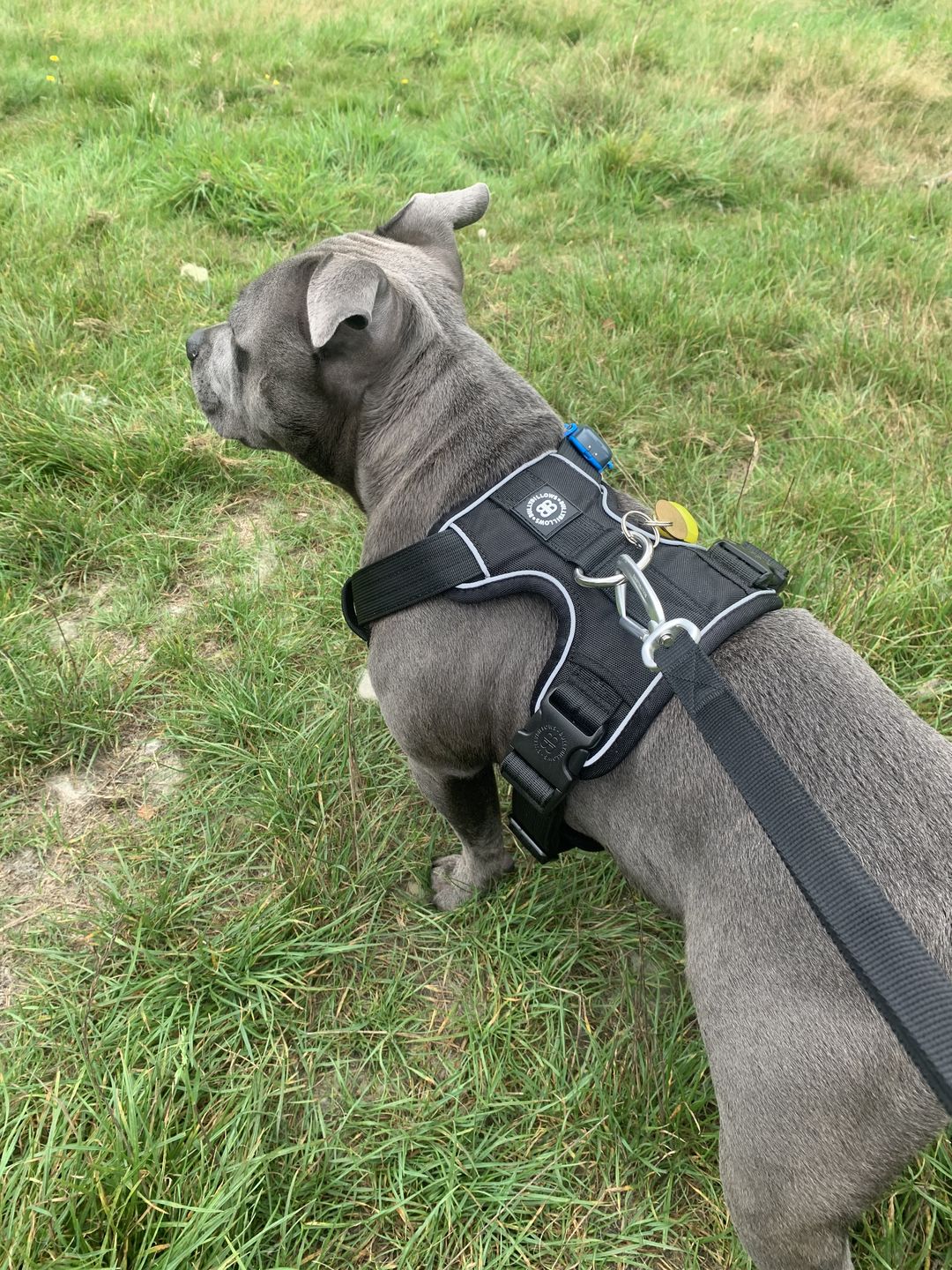 Customer photo review of Ladder Lead - Multiple Handles During Walks - Black