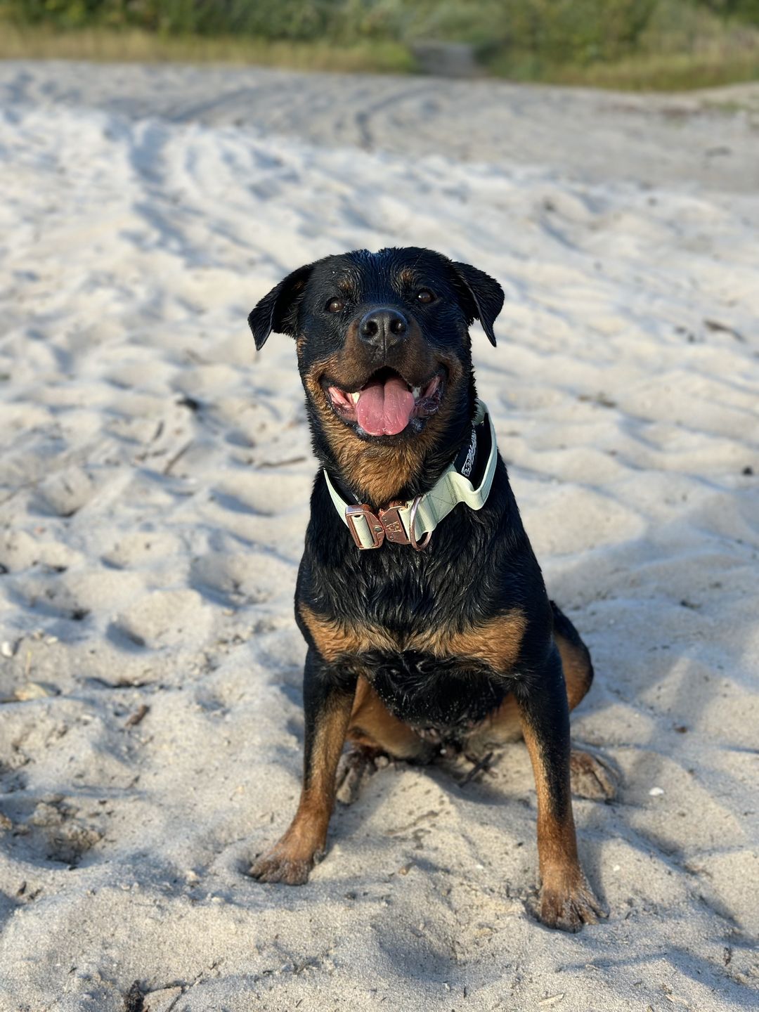 Customer photo review of 2" Tacti Luxe Dog Collar - Rose Gold - Honeydew