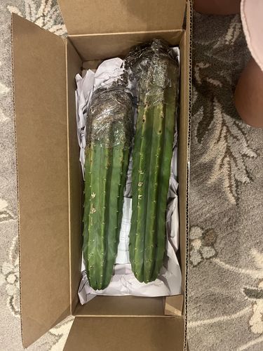 Customer photo review of San Pedro Cactus | Echinopsis (Trichocereus) pachanoi