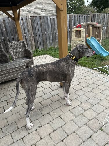 Customer photo review of 2" Luxe Martingale Dog Collar - Gold Camo