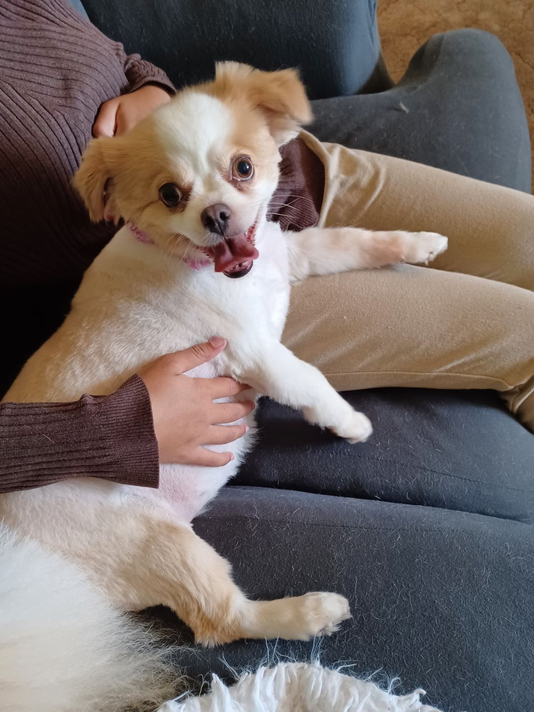Customer photo review of KING KALM CBD 150mg - Medium Pet Formula 20 to 45lbs