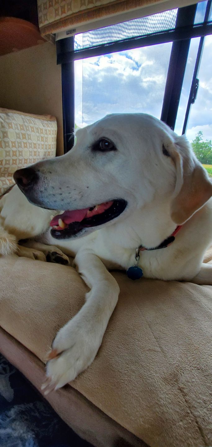 Customer photo review of Petsmont Health Bundle