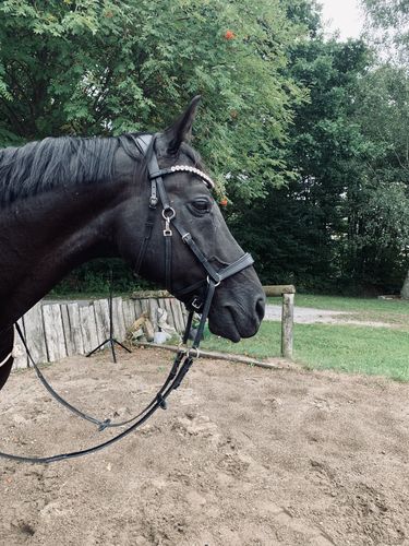 Customer photo review of Harmony Bridle - gebisslose Trense