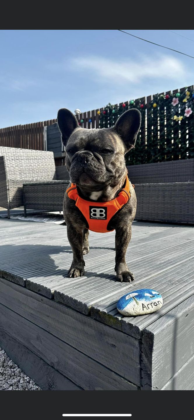 Customer photo review of Premium Comfort Harness | Non Restrictive & Adjustable - Orange v2.0