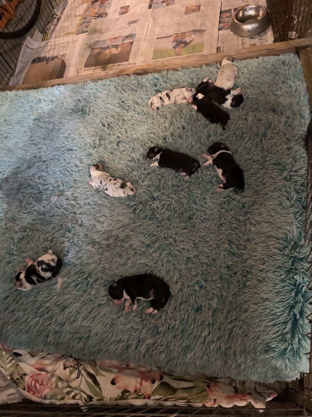 Customer photo review of Pawz Foldable Dog Beds