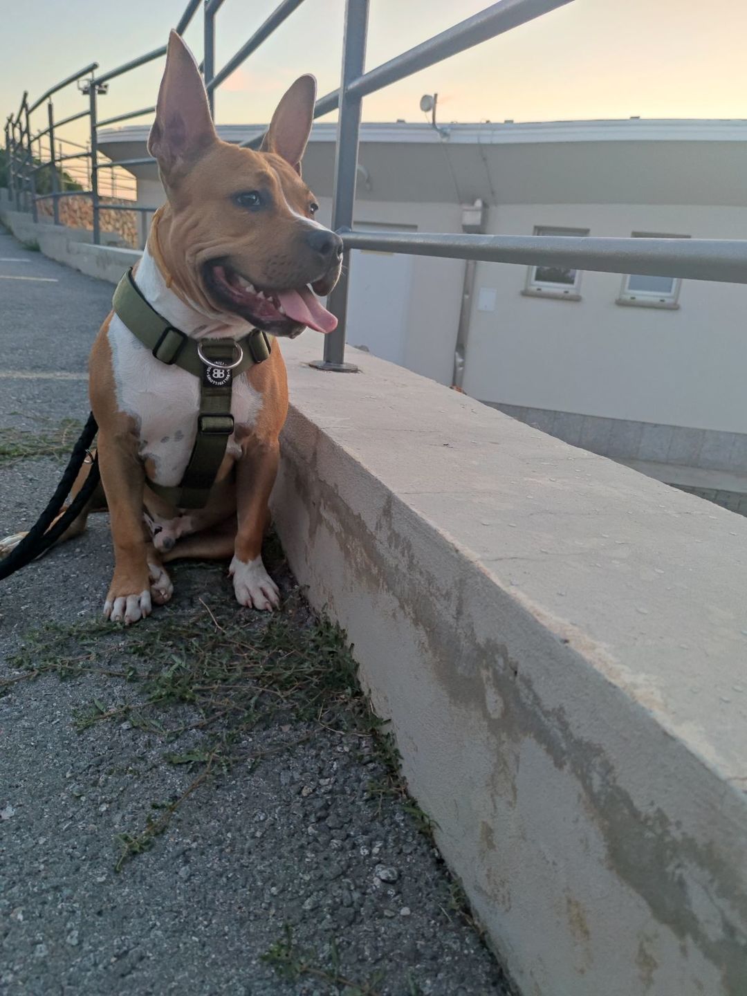 Customer photo review of 4cm Combat® Collar | With Handle & Rated Clip - Lightning v2.0