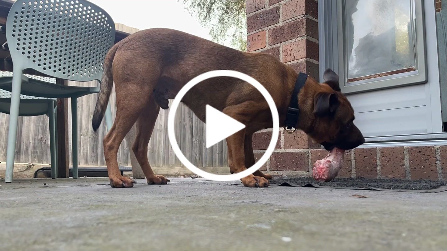 Customer video review of Turkey Necks | Raw Meaty Bones for Dogs