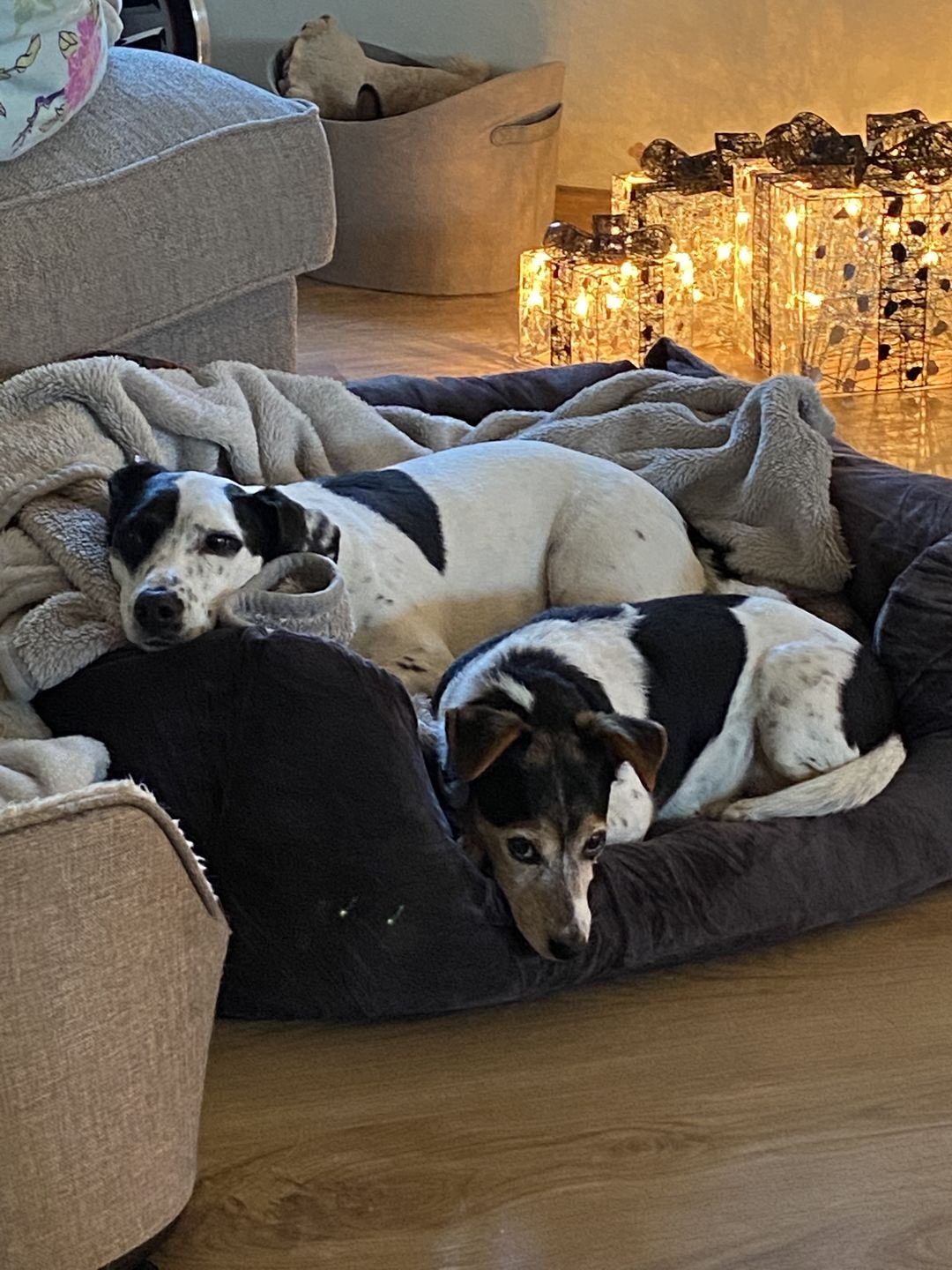 Customer photo review of Total Dental Care Supplement For Dogs