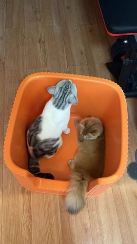 Customer photo review of Michu XXL Coral & BoBa Deluxe Cat Litter Box - Spacious Design with Scoop Included