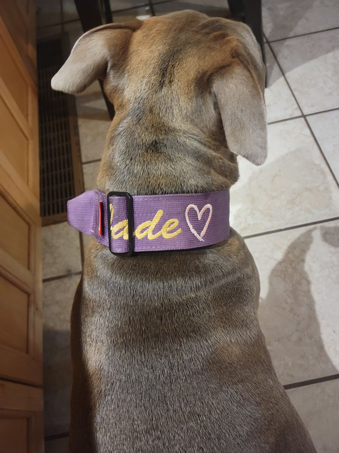 Customer photo review of 2" Tactik Dog Collar - Grape