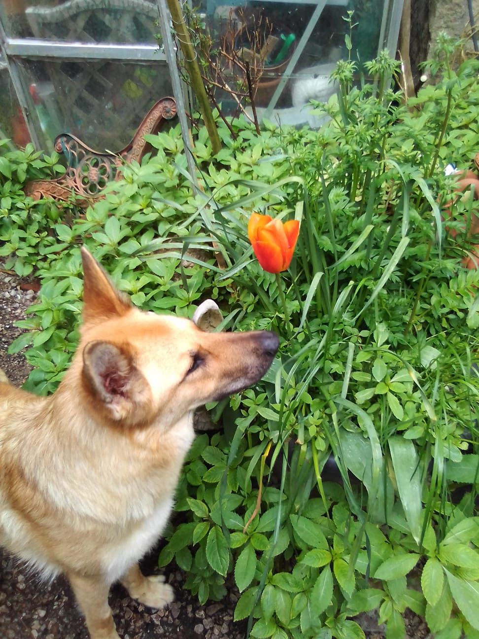 Customer photo review of Total Calm Powder For Dogs