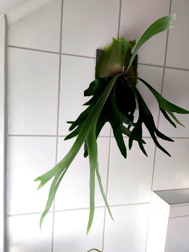 Customer photo review of Geweihfarn Platycerium bifurcatum