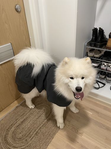 Customer photo review of Visibility Raincoat Dark for Dogs