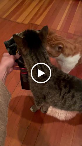 Customer video review of OptiWize Collagen +Plus Dog and Cat Joint Health Supplement